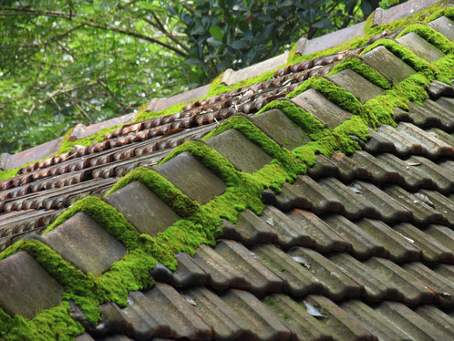 Démoussage de toiture dans le Tarn-et-Garonne